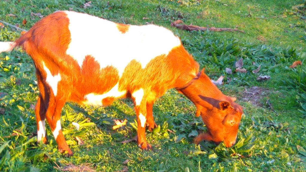 Alvores Do Tempo - Quinta De Turismo Rural Guest House Castro Daire Exterior photo